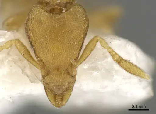 Strumigenys mitis specimen CASENT0900120 image casent0900120_2