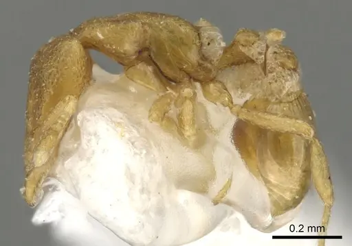 Strumigenys mitis specimen CASENT0900120 image casent0900120_3