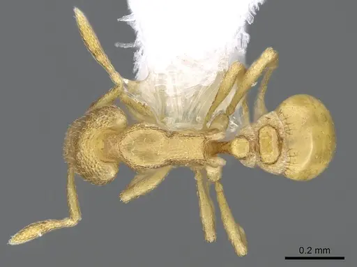Strumigenys mitis specimen CASENT0914627 image casent0914627_1