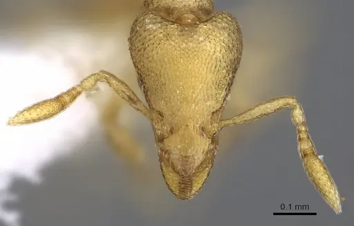Strumigenys mitis specimen CASENT0914627 image casent0914627_2