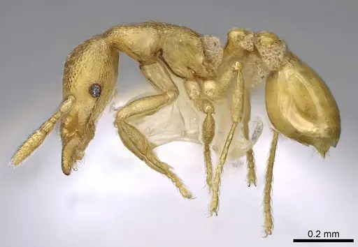 Strumigenys mitis specimen CASENT0914627 image casent0914627_3