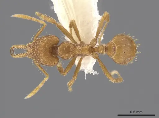 Strumigenys mixta specimen CASENT0632994 image casent0632994_1
