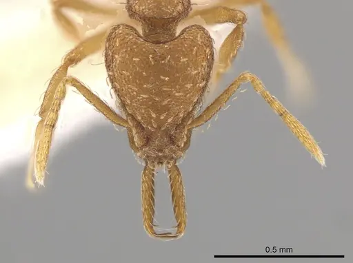 Strumigenys mixta specimen CASENT0632994 image casent0632994_2