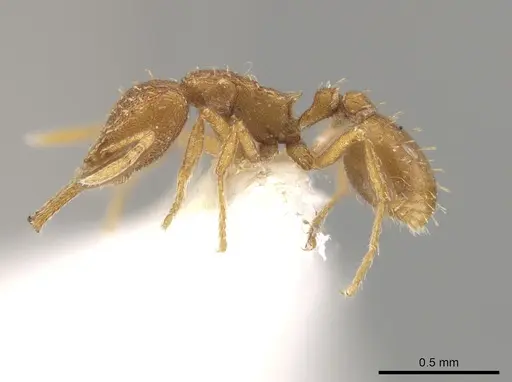 Strumigenys mixta specimen CASENT0632994 image casent0632994_3