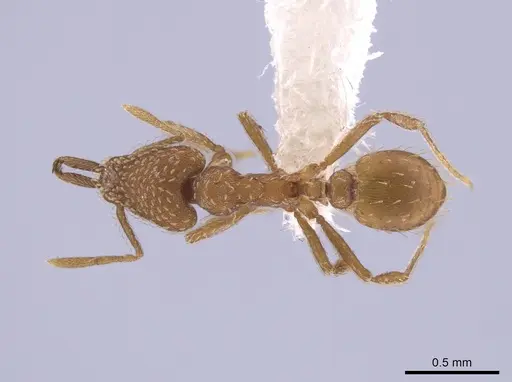 Strumigenys mixta specimen CASENT0653918 image casent0653918_1