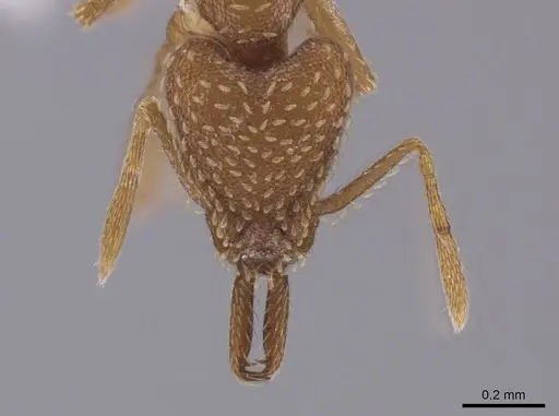 Strumigenys mixta specimen CASENT0653918 image casent0653918_2