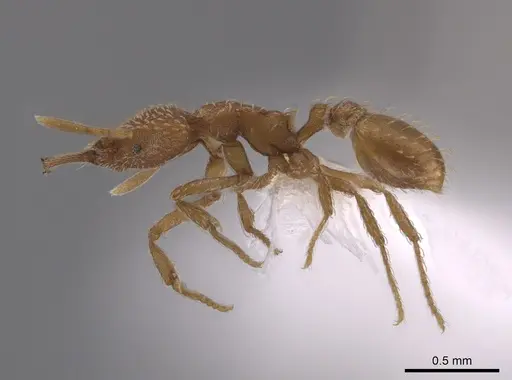 Strumigenys mixta specimen CASENT0653918 image casent0653918_3