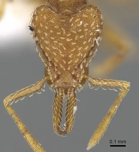 Strumigenys mixta specimen CASENT0799764 image casent0799764_2