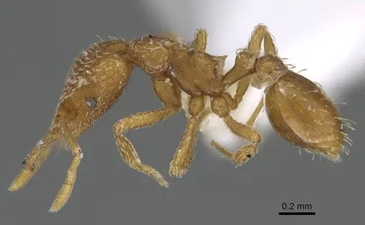 Strumigenys mixta specimen CASENT0799764 image casent0799764_3
