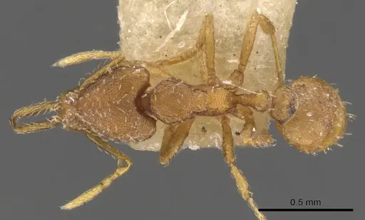 Strumigenys mixta specimen CASENT0900449 image casent0900449_1