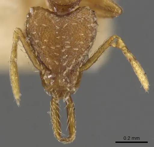 Strumigenys mixta specimen CASENT0900449 image casent0900449_2