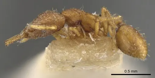 Strumigenys mixta specimen CASENT0900449 image casent0900449_3