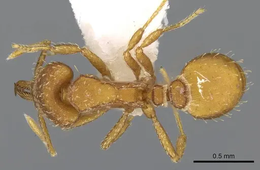 Strumigenys mixta specimen CASENT0914746 image casent0914746_1
