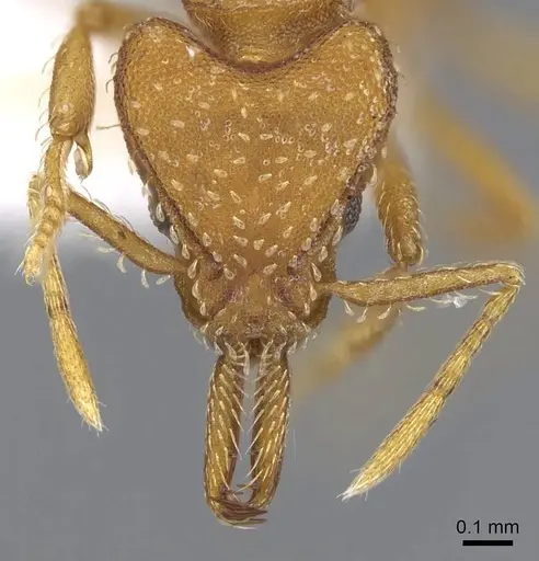 Strumigenys mixta specimen CASENT0914746 image casent0914746_2