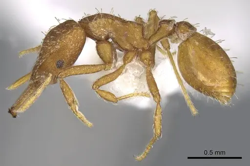 Strumigenys mixta specimen CASENT0914746 image casent0914746_3