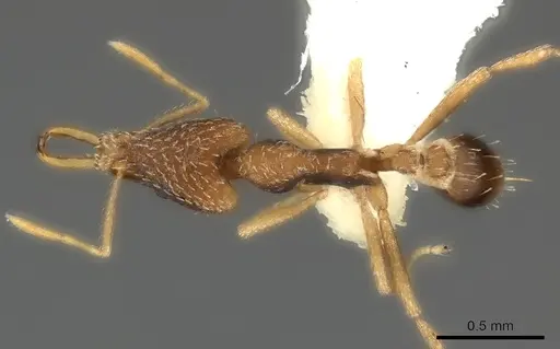 Strumigenys mjoebergi specimen CASENT0217954 image casent0217954_1