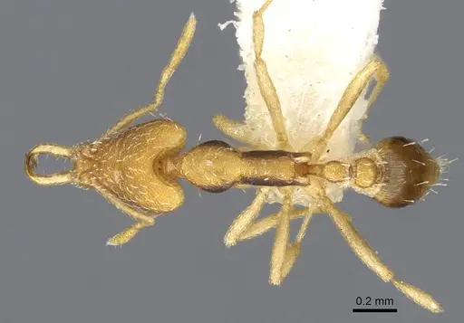 Strumigenys mjoebergi specimen CASENT0914850 image casent0914850_1