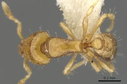 Strumigenys mnemosyne specimen CASENT0900146 image casent0900146_1