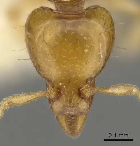 Strumigenys mnemosyne specimen CASENT0900146 image casent0900146_2