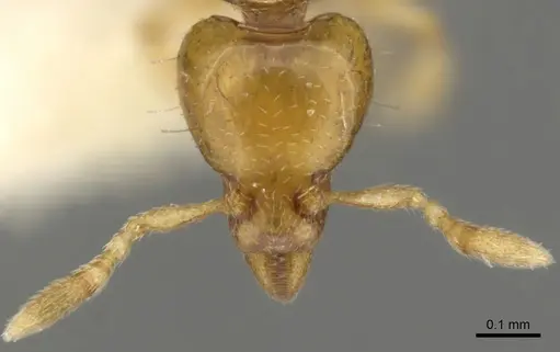 Strumigenys mnemosyne specimen CASENT0900146 image casent0900146_3