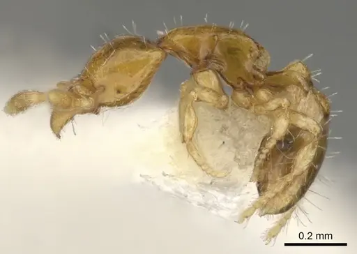 Strumigenys mnemosyne specimen CASENT0900146 image casent0900146_4