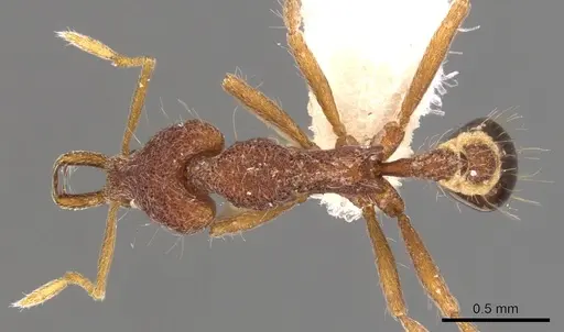 Strumigenys mododonta specimen CASENT0900793 image casent0900793_1
