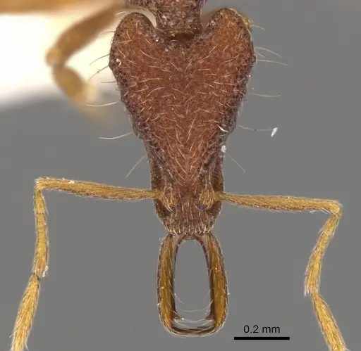 Strumigenys mododonta specimen CASENT0900793 image casent0900793_2