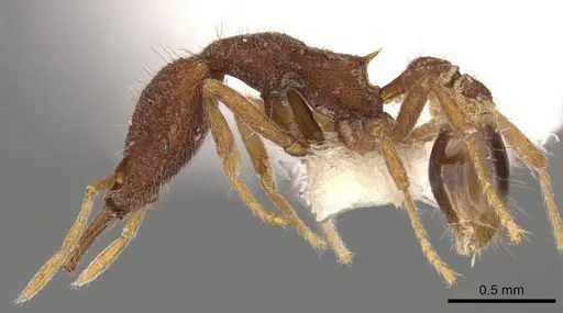 Strumigenys mododonta specimen CASENT0900793 image casent0900793_3