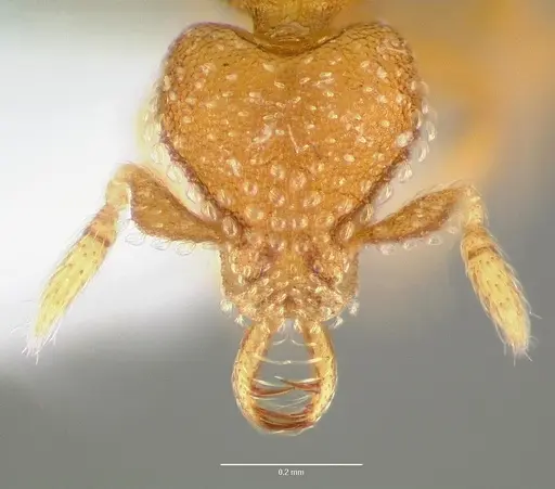 Strumigenys mola specimen CASENT0005605 image casent0005605_2
