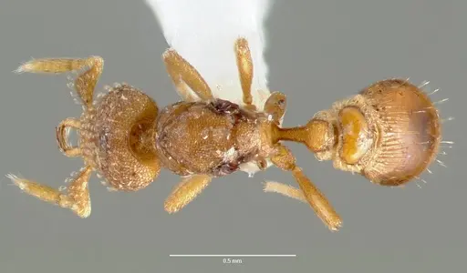 Strumigenys mola specimen CASENT0005606 image casent0005606_1