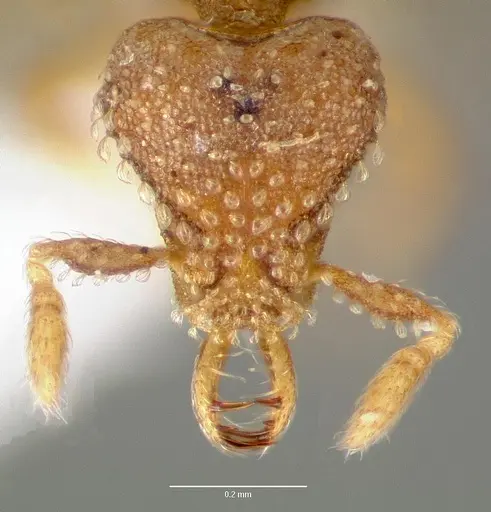 Strumigenys mola specimen CASENT0005606 image casent0005606_2
