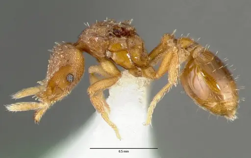 Strumigenys mola specimen CASENT0005606 image casent0005606_3