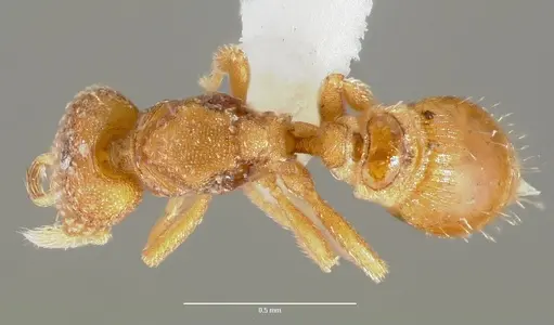 Strumigenys mola specimen CASENT0005607 image casent0005607_1