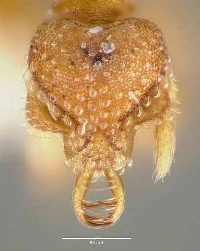 Strumigenys mola specimen CASENT0005607 image casent0005607_2