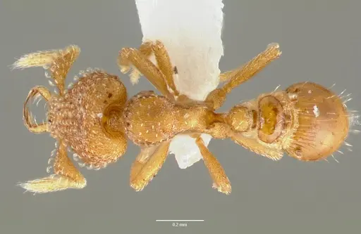 Strumigenys mola specimen CASENT0005608 image casent0005608_1