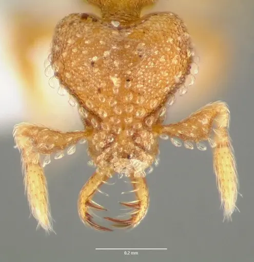 Strumigenys mola specimen CASENT0005608 image casent0005608_2