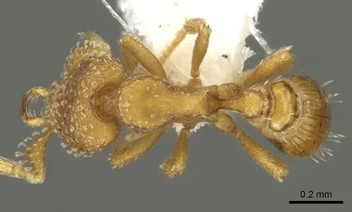 Strumigenys mola specimen CASENT0900685 image casent0900685_1