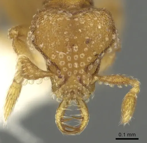 Strumigenys mola specimen CASENT0900685 image casent0900685_2