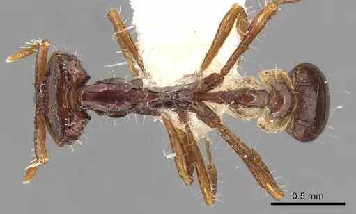 Strumigenys moloch specimen CASENT0900193 image casent0900193_1