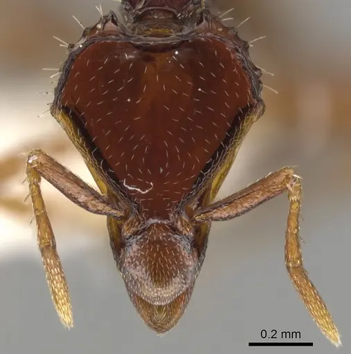 Strumigenys moloch specimen CASENT0900193 image casent0900193_2