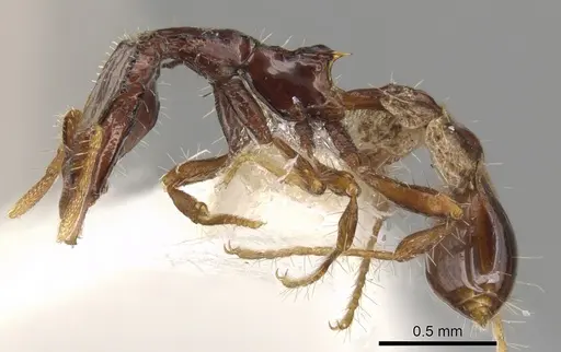 Strumigenys moloch specimen CASENT0900193 image casent0900193_3