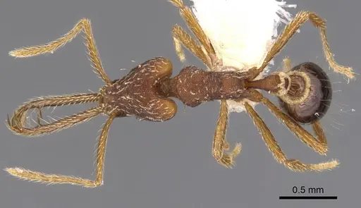 Strumigenys monstra specimen CASENT0900431 image casent0900431_1