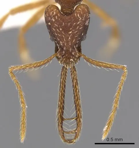 Strumigenys monstra specimen CASENT0900431 image casent0900431_2