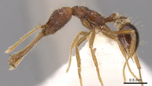 Strumigenys monstra specimen CASENT0900431 image casent0900431_3