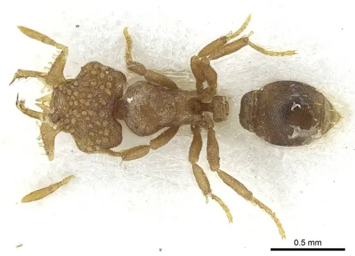 Strumigenys mormo specimen CASENT0915950 image casent0915950_1