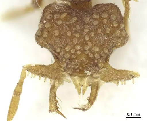Strumigenys mormo specimen CASENT0915950 image casent0915950_2