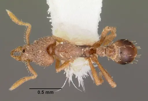 Strumigenys morphica specimen CASENT0102581 image casent0102581_1