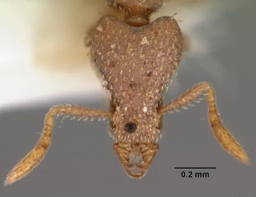 Strumigenys morphica specimen CASENT0102581 image casent0102581_2
