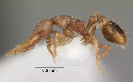 Strumigenys morphica specimen CASENT0102581 image casent0102581_3