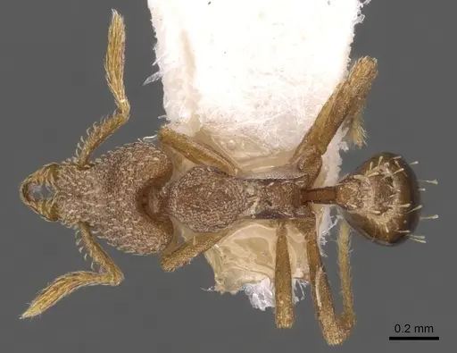 Strumigenys morphica specimen CASENT0900768 image casent0900768_1